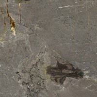 Керамогранит Stone Alpino цвет керамогранитной плитки Коричневый